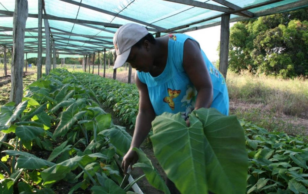 Suriname Climate Solution