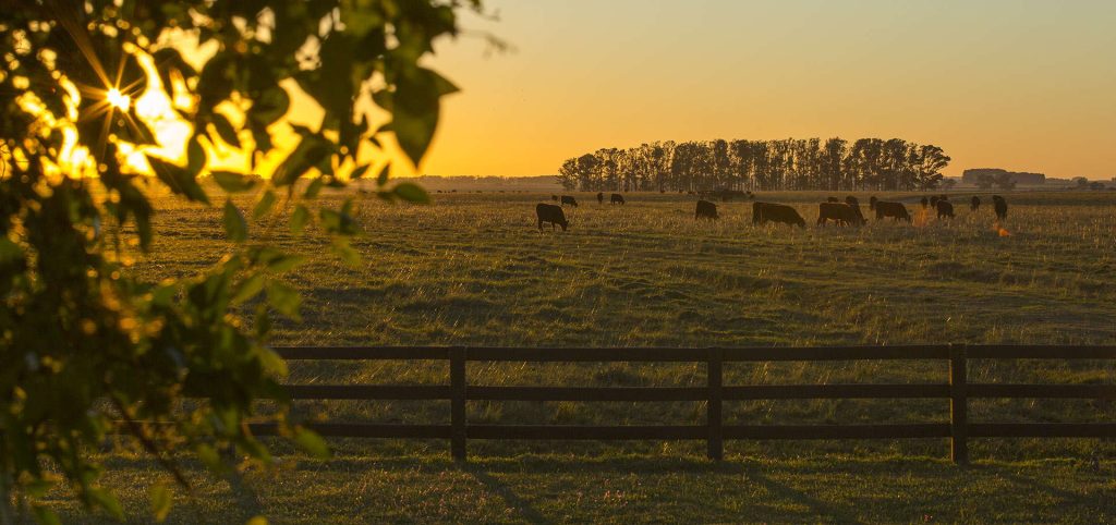 Waarom Nederlanders naar Uruguay kijken: landbouwgrond, vrijheid en het nieuwe koolstoffront